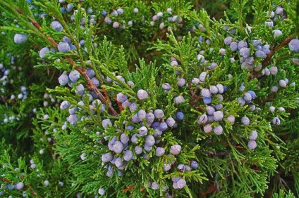 Juniperus Cazac