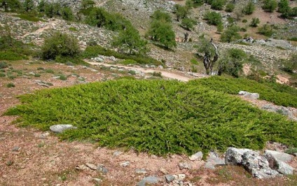 Juniperus Cazac