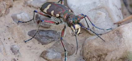 Мухи живуть в матриці часу