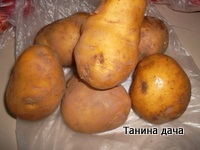 Народні засоби лікування картоплею, таніну дача