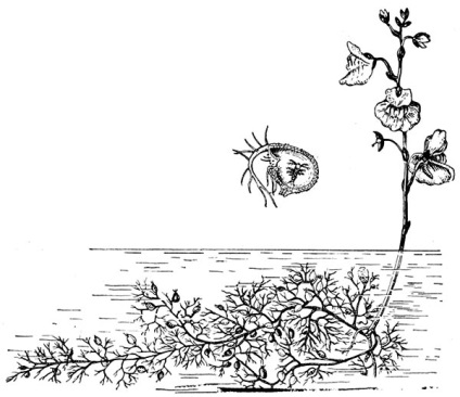 Plantele insectivore - enciclopedie pentru copii (prima ediție)