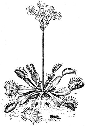 Húsevő növények - Gyermek Encyclopedia (első kiadás)