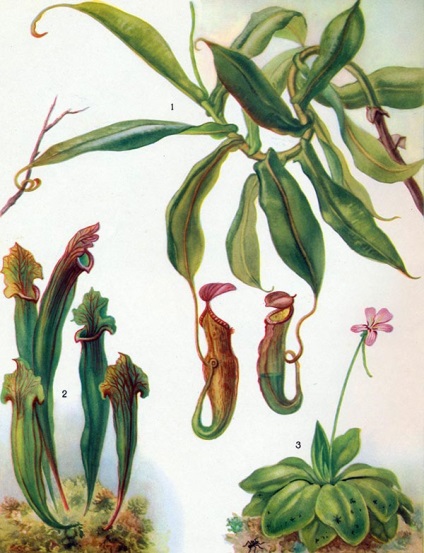 Húsevő növények - Gyermek Encyclopedia (első kiadás)
