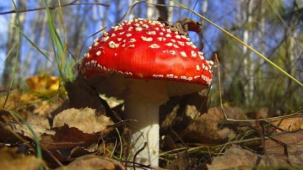 Tinctura de mucus agaric pentru articulații