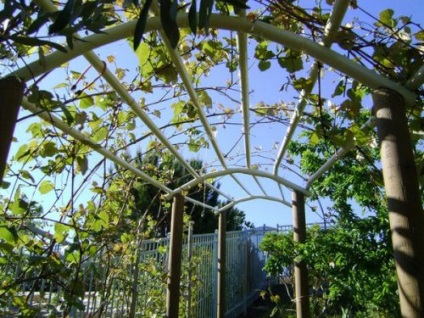 Tent pentru struguri cu propriile mâini, sfaturi atunci când se face (baldachin) Tent pentru struguri