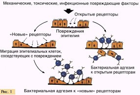 Деякі аспекти терапії супроводу при використанні антибактеріальних препаратів в