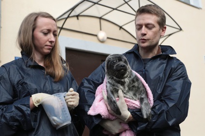 Новини суспільство росія - мама для тюленя як два біолога вигодовують нерпа