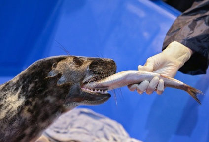 Новини суспільство росія - мама для тюленя як два біолога вигодовують нерпа