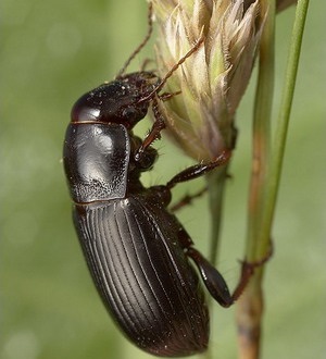 Звичайна хлібна жужелиця (zabrus tenebrioides)