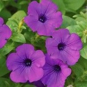 Revizuirea celor mai bune soiuri de fotografie petunia, nume, descriere, varietăți hibride de petunias, ce fel de petunie