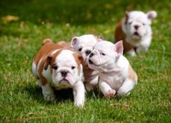 Prezentare generală a rasei de câine English Bulldog standard, îngrijire, fotografie și recenzii de proprietar