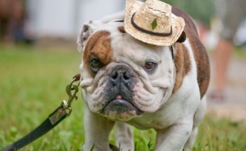 Áttekintés fajtájú kutya angol bulldog standard ellátás, képeket és az értékeléseket, a tulajdonosok