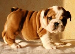 Prezentare generală a rasei de câine English Bulldog standard, îngrijire, fotografie și recenzii de proprietar