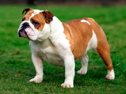 Огляд породи собак англійський бульдог стандарт, догляд, фото і відгуки власників