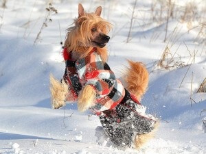 Одяг для маленьких і великих (великих) собак, основні світові виробники