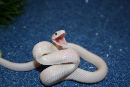 Ophidiophobia sau modul în care am învins frica de șerpi