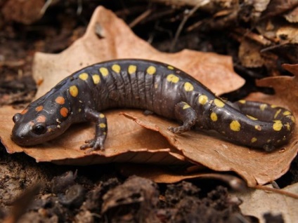 Salamanderul de salcâm - un animal prins din legende