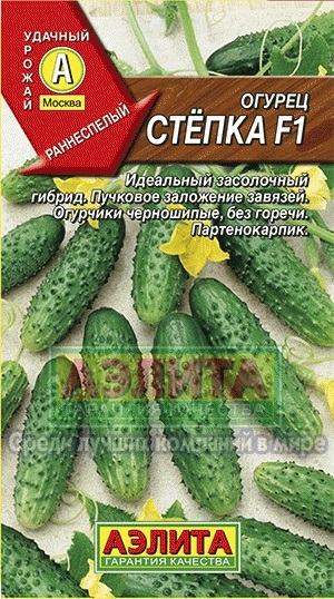 Огірок Стьопка f1 купити насіння огірків оптом оптом і в роздріб від виробника