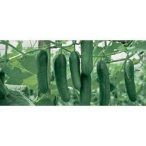 Огірки - продаж насіння neco baku