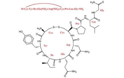 Окситоцин - гормон любові, прихильності, щастя і радості, а також які рецептори підсилюють його