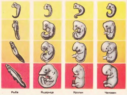 Ontogeneza - baza de filogeneză - raportul de ontogenie și filogeneză