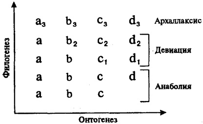 Ontogeneza - baza de filogeneză - raportul de ontogenie și filogeneză
