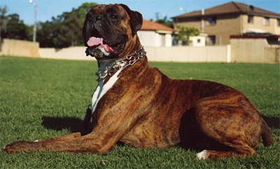 Rase de câini periculoase - datarea animalelor de companie