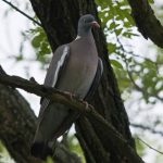 Опис дикого лісового голуба вяхиря з особливостями характеру і способу життя