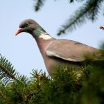 Опис дикого лісового голуба вяхиря з особливостями характеру і способу життя