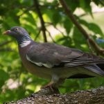 Опис дикого лісового голуба вяхиря з особливостями характеру і способу життя