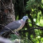 Leírás vad örvös galamb fa galamb jellemvonások és életmód