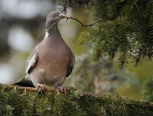 Descrierea unui porumbel forestier sălbatic cu un caracter și stil de viață deosebit