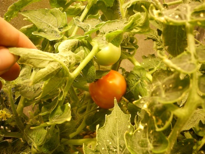 Experiența cultivării unei tomate pe hidroponie