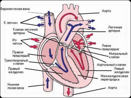 Sistemul circulator - stadopedie