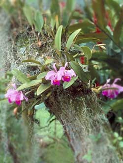 Орхідеї - епіфіти і наземні, орхідеї