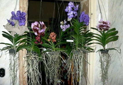 Orhideele - epifite și terestre, orhidee