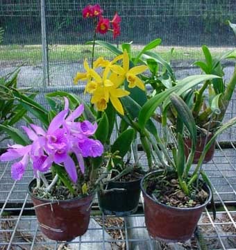 Орхідеї - епіфіти і наземні, орхідеї