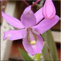 Orhidee (orchidaceae)