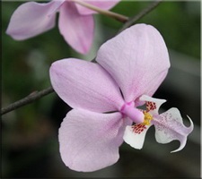 Орхідея (orchidaceae)