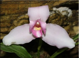 Орхідея (orchidaceae)