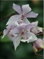 Orhidee (orchidaceae)