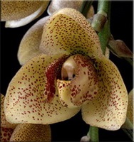Орхідея (orchidaceae)