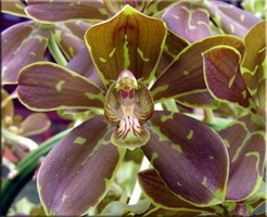 Орхідея (orchidaceae)