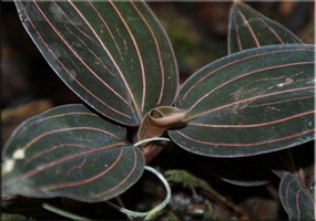 Орхідея (orchidaceae)