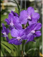 Орхідея (orchidaceae)