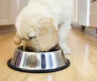 Principalele avantaje ale hranei pentru câini sunt cesarul, adăpost pentru animalele fără adăpost, g