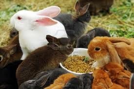 Основні корми для кролів грубі, зелені, комбікорми, силос, коренеплоди, харчові відходи
