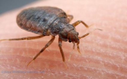 Otrava de ploșniță vă protejează casa de insecte