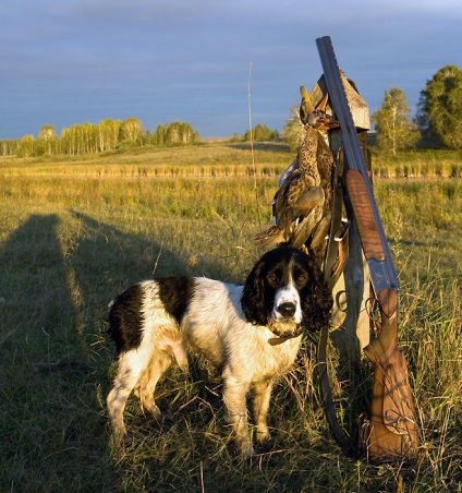 Vânătoare cu spaniel 1