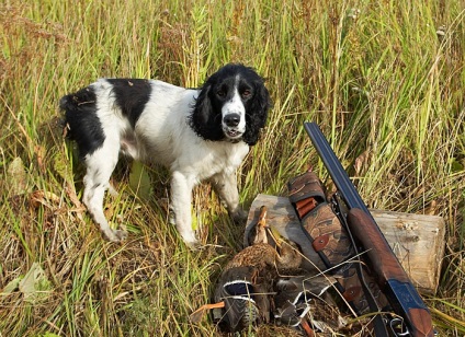 Vânătoare cu spaniel 1